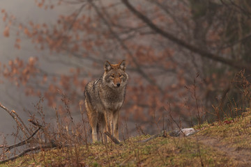 A lone coyote