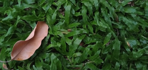 Dry leaves and green grass