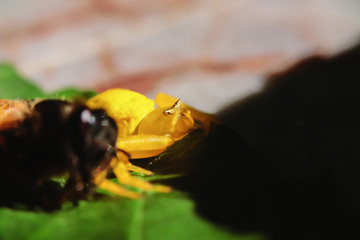 Golden crab spider is a predator in nature
