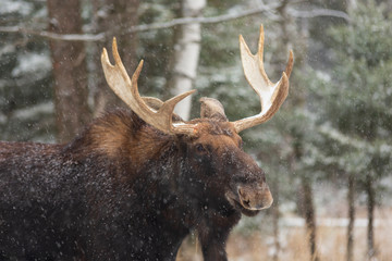 A large male moose