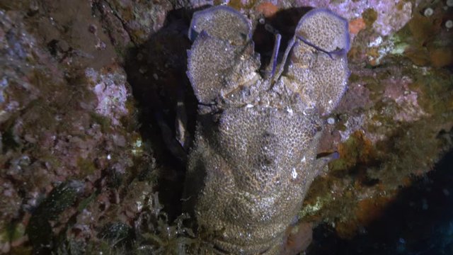 Slipper lobster in underwater cave, Mediterranean Sea