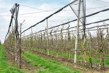 Fototapeta premium Rows of fruit trees in a farm garden with an automatic preservation nets shelter system. Fruit apple orchard in the spring. 