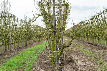 Spring orchard with rows of apple trees on a farm in the Netherlands Limburg.
