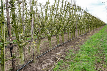 Fototapeta na wymiar Fruit apple orchard in the spring. Rows of fruit trees with soil irrigation system.