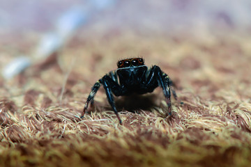 Jumping spider in nature