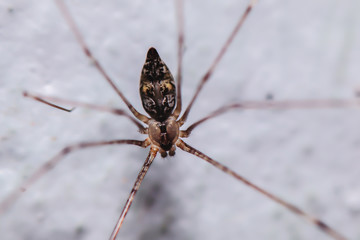 Long legged spider in nature