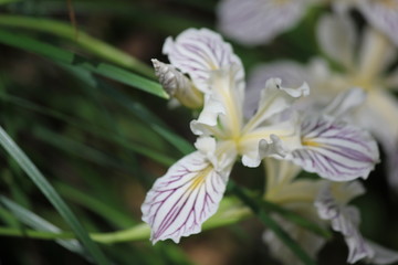 White Wild Iris with Purple Veins
