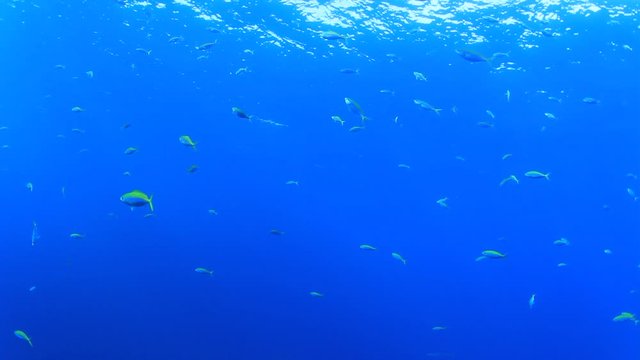 Underwater video fish in ocean. Fusilier and sardines fish 