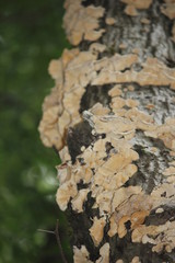 Fungus on a Tree