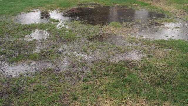 Rain on Lawn with Poor Drainage. American Robin Bird Swimming. Right Pan. 4k