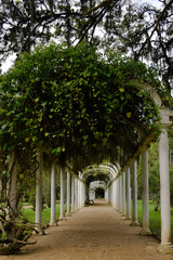 Túnel natural en un parque