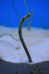 the famous Aquarium in okinawa, japan
