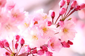 ベニシダレザクラの花