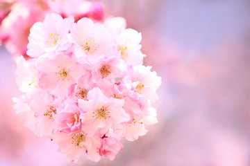 ベニシダレザクラの花