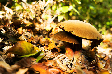 Two boletus growing together