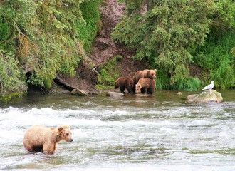 Bear family going into the water