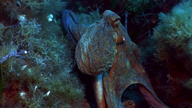 Octopus moving at Mediterranean Reef