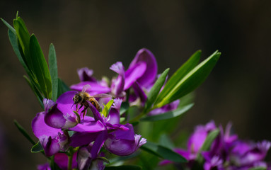 Australian Honey bee