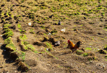Group of chickens are looking for food