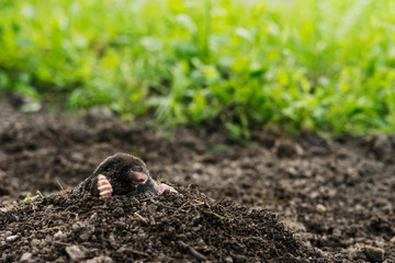 mole sticking out of earth. - obrazy, fototapety, plakaty