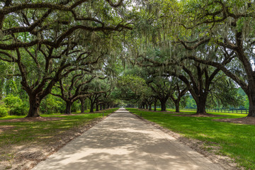 Fototapeta na wymiar Plantation in Charleston South Carolina