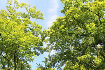 Fototapeta premium 軽井沢の風景