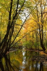 Daytime photo of Cobus Creek in Elkhart, Indiana in autumn with surrounding forest and beautiful fall colors in the trees