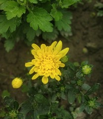 yellow flowers in garden