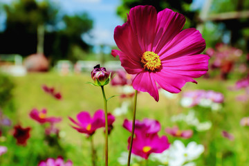 Cosmos flower in the garden