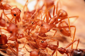 Red ants in the morning