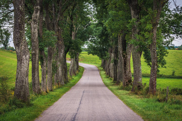 Road among trees in Masuria region of Poland