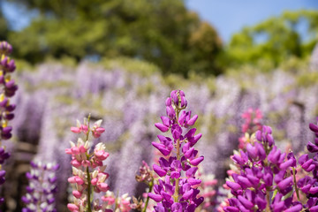 ルピナスと藤の花