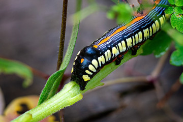 Close up of a caterpillar on a stem of a flower