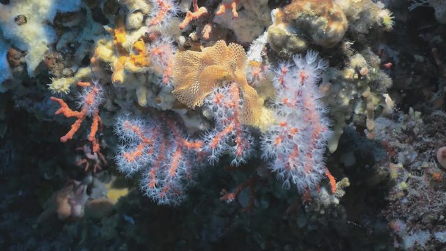 Red Corals in Mediterranean Sea