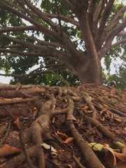 roots of a tree