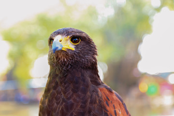 Harris hawk in nature blurred background