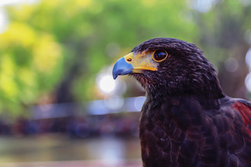 Harris hawk in nature blurred background