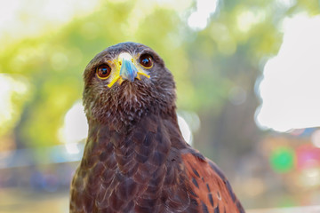 Harris hawk in nature blurred background