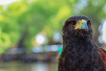 Harris hawk in nature blurred background