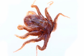 Octopus on a white background