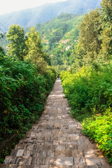 Obraz premium Vivid Scenery of Forest Freshness Along the Mountain Valley