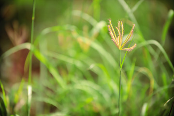 .Beautiful colors of grass flowers in nature