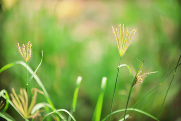 .Beautiful colors of grass flowers in nature