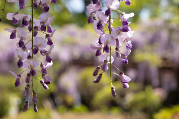 新緑を背景に咲く藤の花