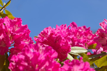 青空を背景に咲くシャクナゲの花