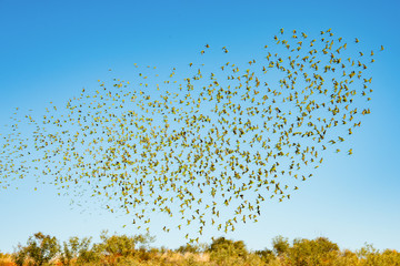 Large flock of wild green budgerigars in the red outback flying against the blue sky