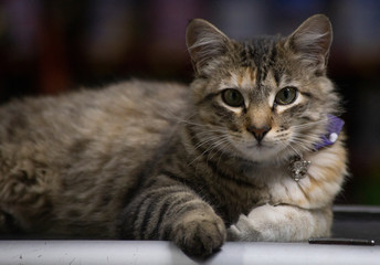 cat with green eyes