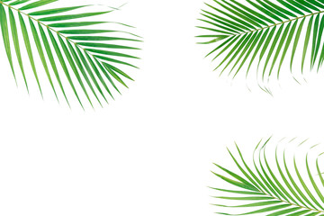 Naklejka na ściany i meble Green leaves of palm isolated on white background. foliage tropical