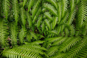 Perfect fresh green Fern leaf Background