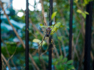 Australian Spider on its Web